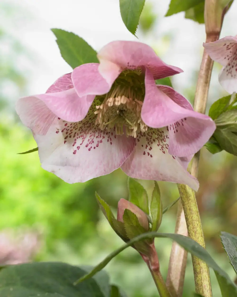 Hybridjulros 'Pretty Ellen Pink' (Helleborus × hybridus)